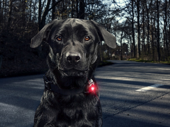 Фонарь для собак Orbiloc Dog Dual Signal Colours, синий в Чебоксарах